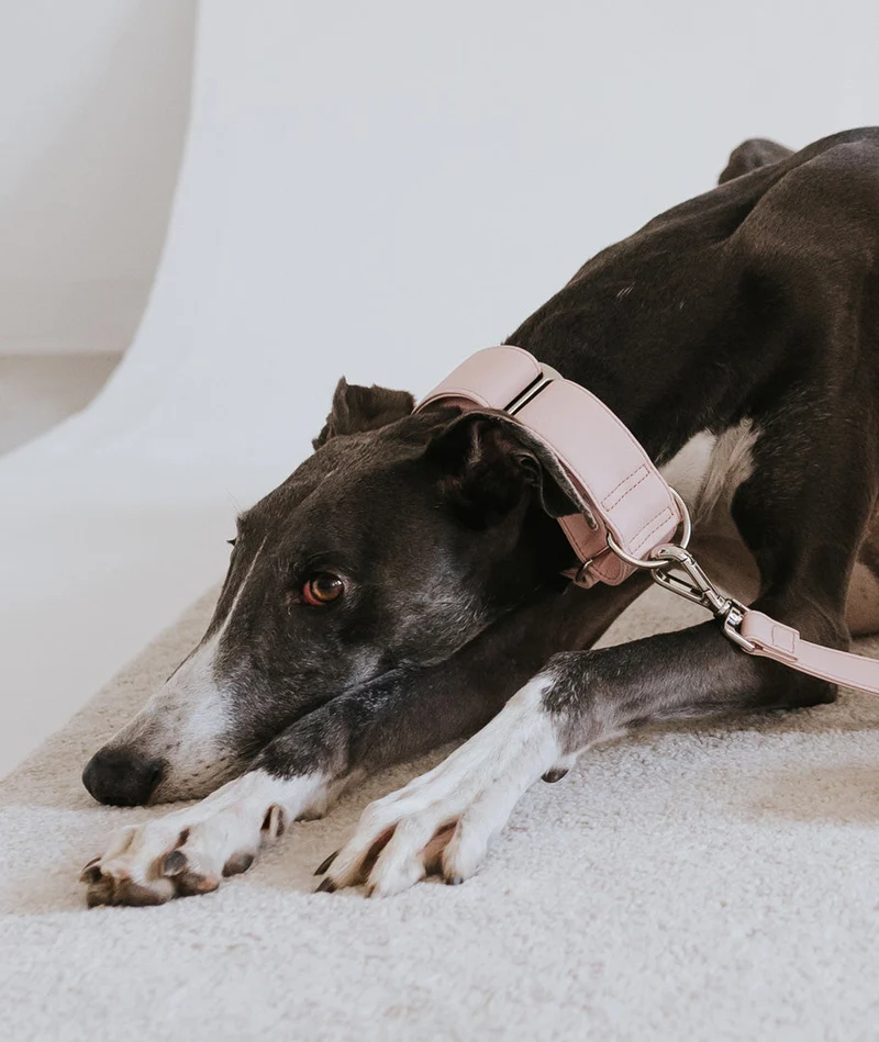 Collar Galgo Essence Soft Pink silver