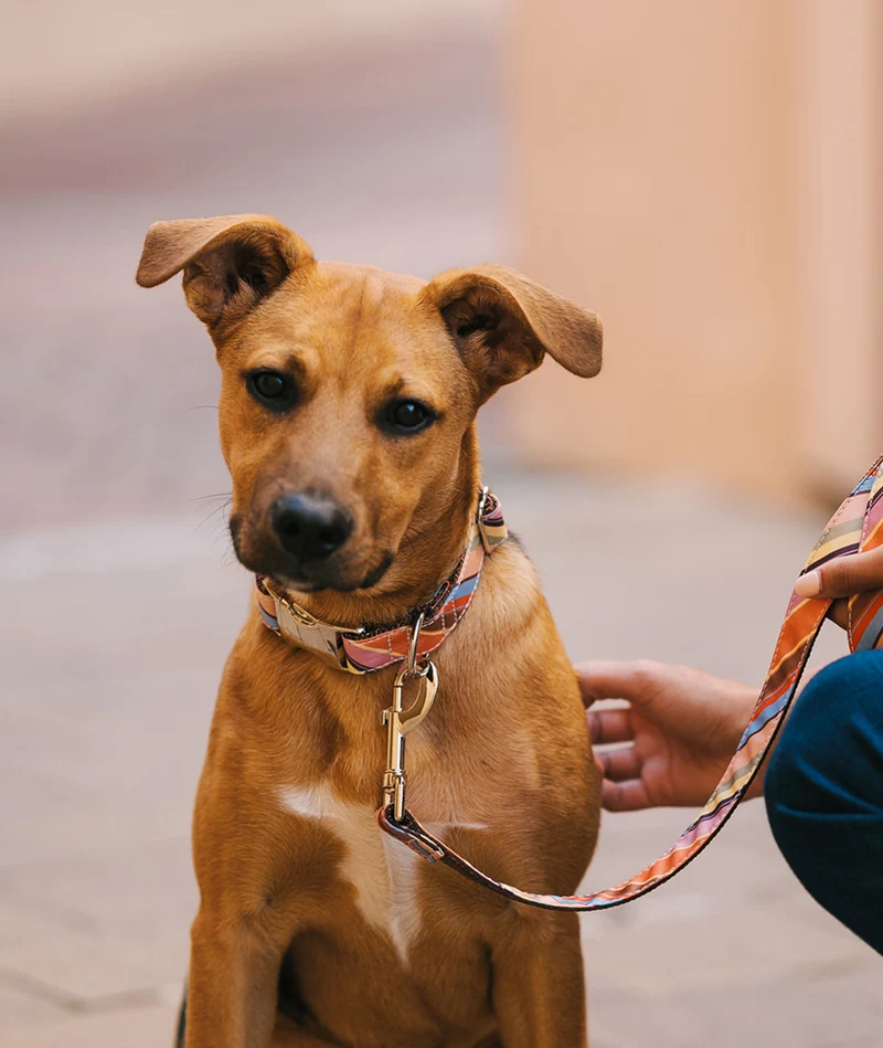 Collar para perro Alcanar