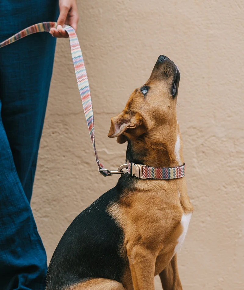 Collar para perro Llavaneres