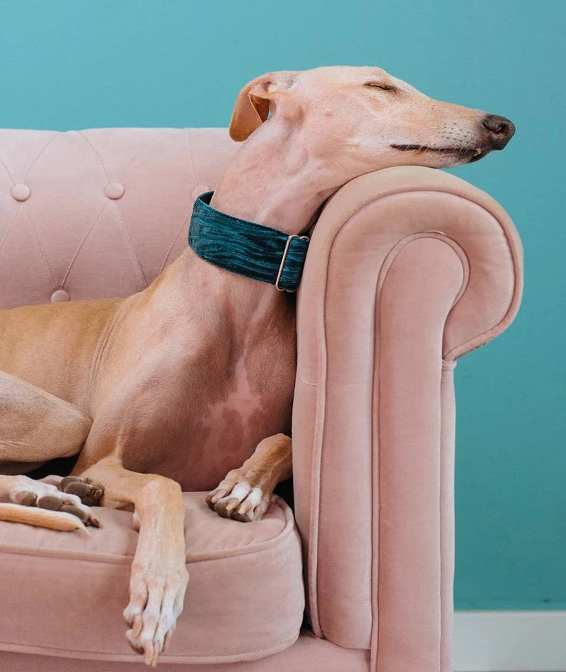 Correa para perro Verdu