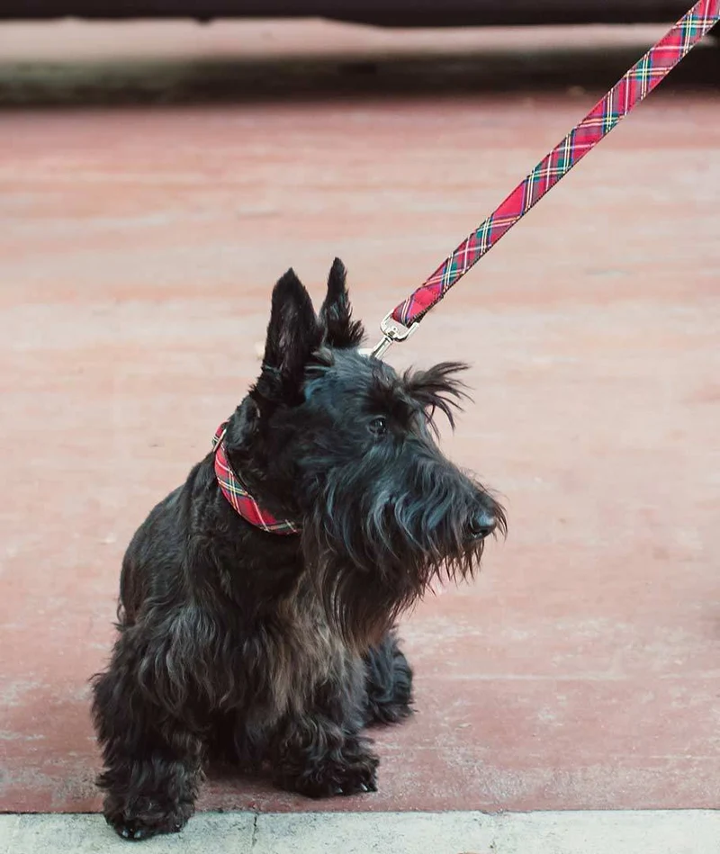 Correa para perro Tremp