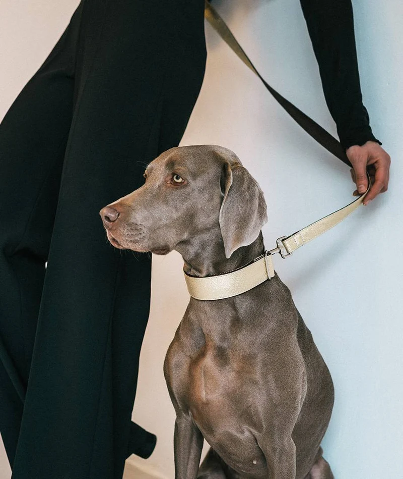 Correa para perro Sadurni