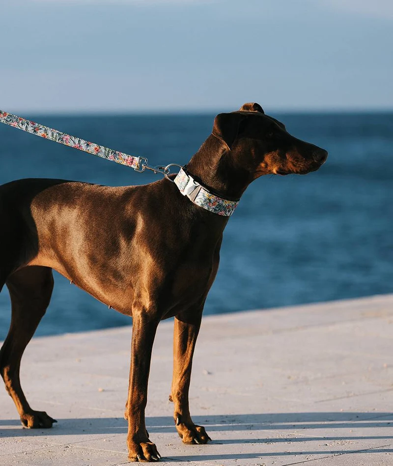 Correa para perro Perelada