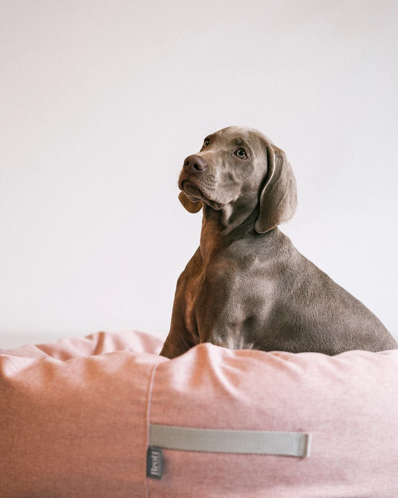 Cama redonda para perro rosa suave