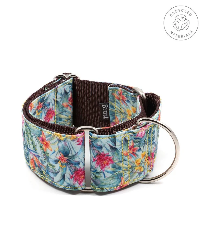 Collar para Galgo Perelada